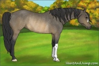 Horse Color:Buckskin Rabicano 