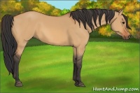 Horse Color:Bay Dun Rabicano 
