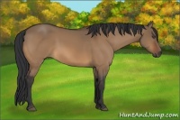 Horse Color:Bay Dun