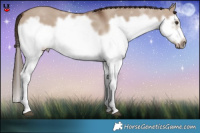 Horse Color:Liver Red Dun Splash Frame Rabicano