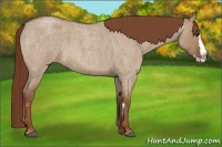 Horse Color:Red Dun Roan Splash Frame Rabicano