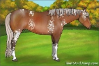 Horse Color:White Spotted Silver Bay 
