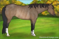Horse Color:Brown Dun Rabicano