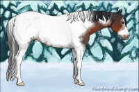 Horse Color:Brown Sabino Tobiano Frame Rabicano