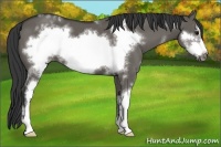 Horse Color:White Spotted Grullo Frame