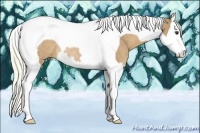 Horse Color:Palomino Splash Tobiano Rabicano 