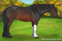 Horse Color:Brown 