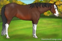 Horse Color:Bay Sabino Splash 