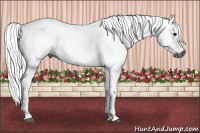 Horse Color:Gray Bay 