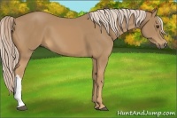 Horse Color:Palomino 