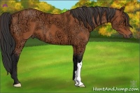 Horse Color:Bay Ice 