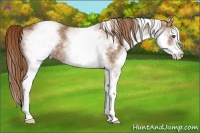 Horse Color:White Spotted Chestnut 