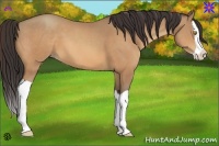 Horse Color:Amber Champagne Splash 