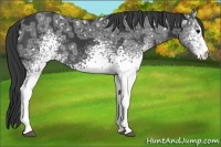 Horse Color:White Spotted Black Ice 