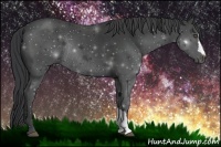 Horse Color:Black Rabicano 