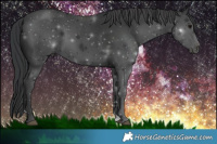 Horse Color:Black Rabicano 