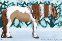 Horse Color:Red Dun Tobiano