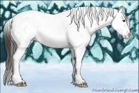 Horse Color:White Spotted Bay Splash Tobiano Appaloosa 