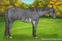 Horse Color:Black Splash Appaloosa Brindle