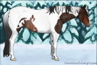Horse Color:Bay Ice Tobiano Appaloosa Rabicano 