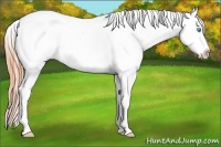 Horse Color:Buckskin Pearl Frame Appaloosa Rabicano 
