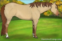 Horse Color:Red Dun Sabino 