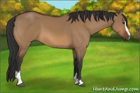 Horse Color:Bay Dun Sabino 