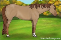Horse Color:Red Dun Sabino 