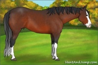 Horse Color:Bay Sabino Splash