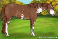 Horse Color:Chestnut Sabino