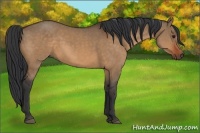 Horse Color:Bay Dun Sabino 