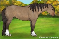 Horse Color:Liver Red Dun Sabino