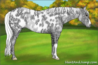 Horse Color:Gray Brown Ice Appaloosa 