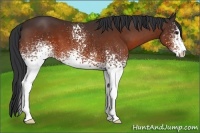 Horse Color:White Spotted Bay Sabino