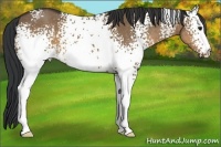 Horse Color:White Spotted Brown Dun