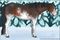 Horse Color:White Spotted Brown 
