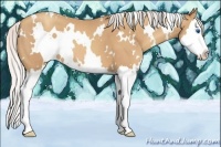 Horse Color:White Spotted Silver Classic Champagne Splash 