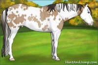 Horse Color:White Spotted Classic Champagne Splash Rabicano