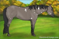 Horse Color:White Spotted Grullo 