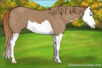 Horse Color:Red Dun Splash 