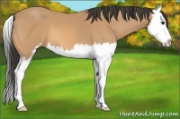 Horse Color:Buckskin Sabino Splash 