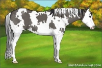 Horse Color:White Spotted Grullo Splash 