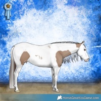 Horse Color:Classic Champagne Splash Tobiano 