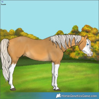 Horse Color:Silver Buckskin Splash
