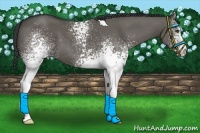 Horse Color:White Spotted Grullo