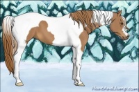 Horse Color:Chestnut Tobiano