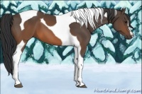 Horse Color:Brown Tobiano