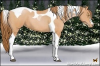 Horse Color:Bay Pearl Tobiano