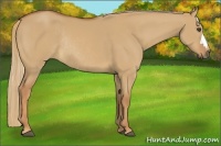 Horse Color:Red Dun Rabicano