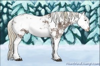 Horse Color:Liver Chestnut Ice Sabino Splash 